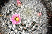 Mammillaria glassii