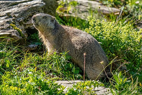 Alpine marmot